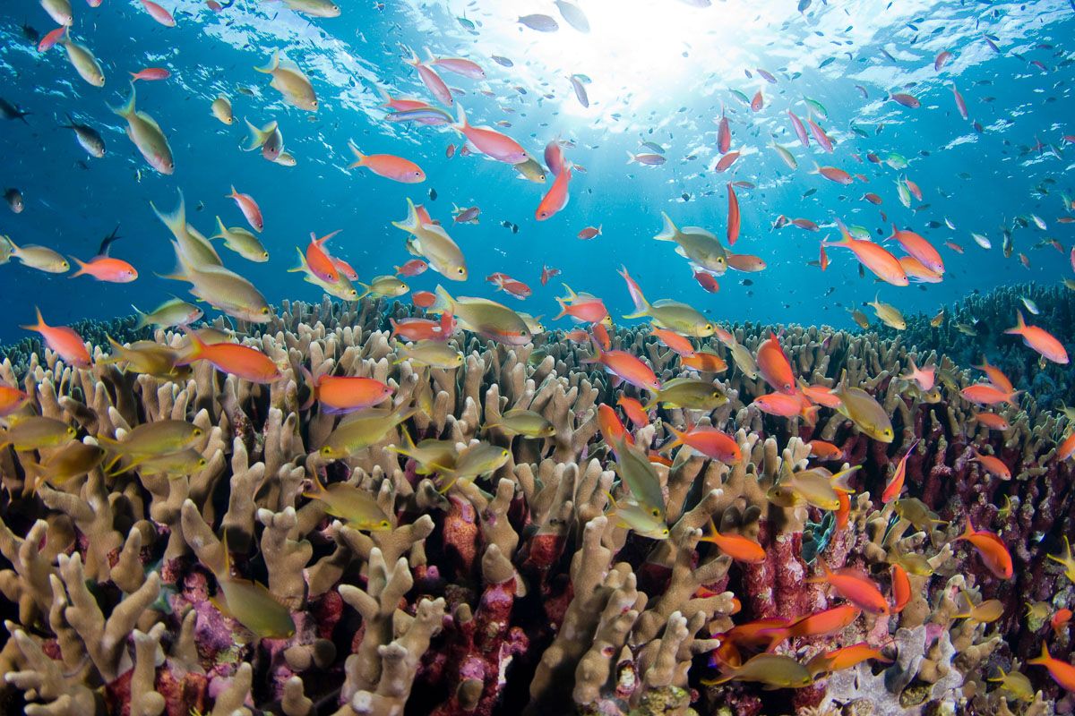Marine life beneath Tubbataha Reef's surface (Photo courtesy of Zublu Diving)