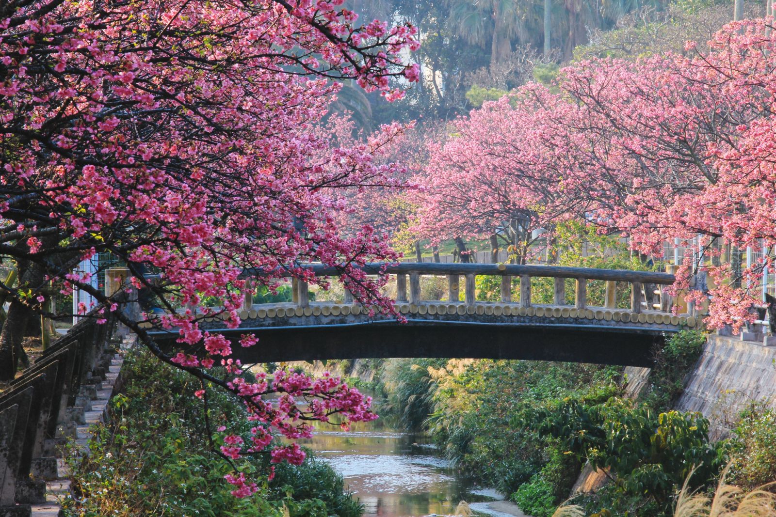 Japan's earliest cheery blossom in Okinawa.