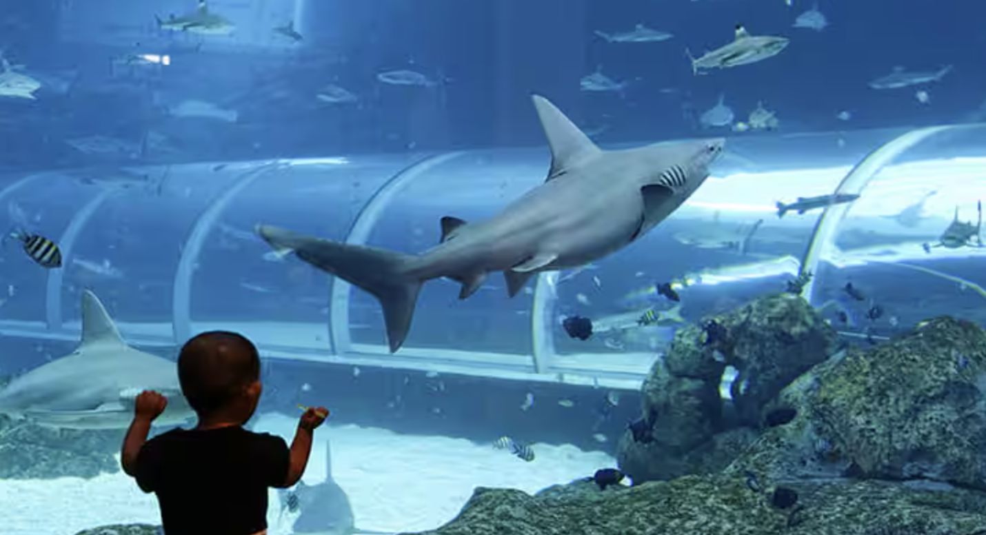 全球最大的水族館之一:S.E.A. 海洋館