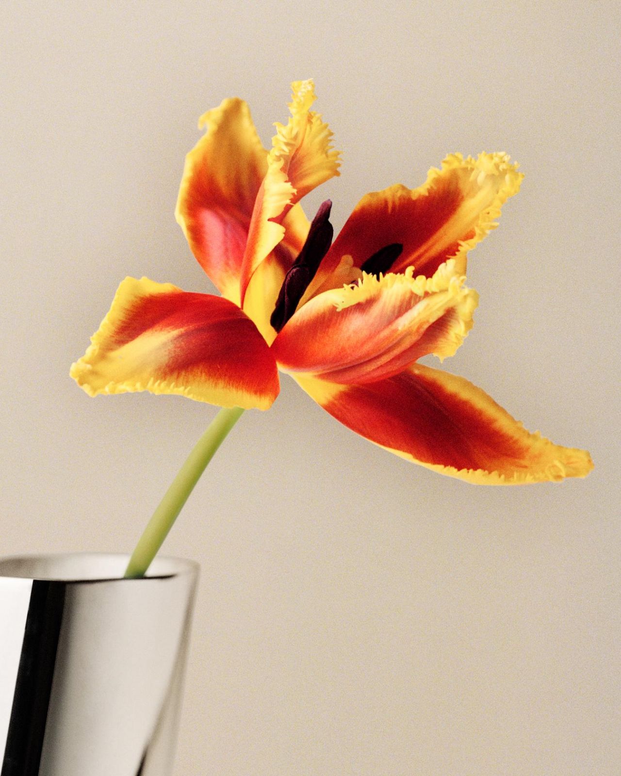 A parrot tulip captured in full bloom, demonstrating the structural support needs of heavy-headed flowers