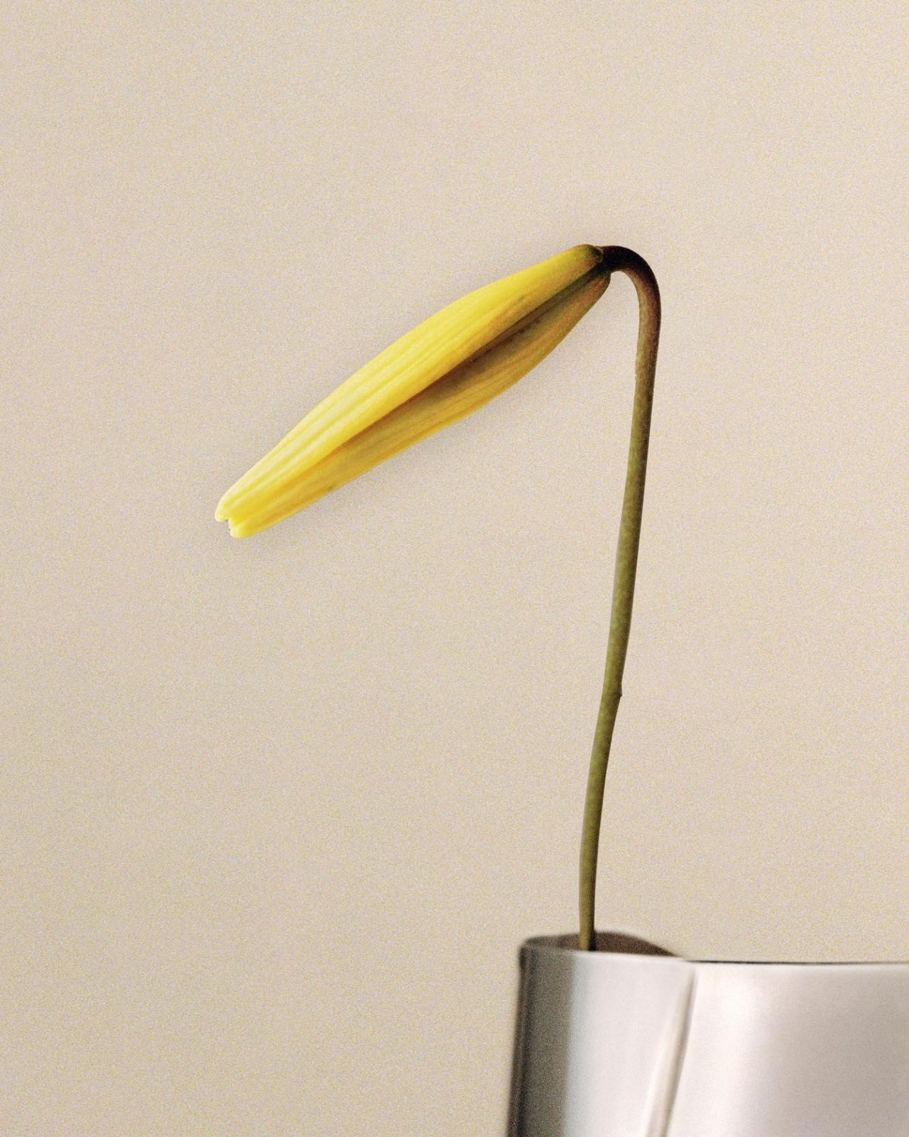 The arc of a tulip bud shows how flowers naturally change position throughout their blooming cycle