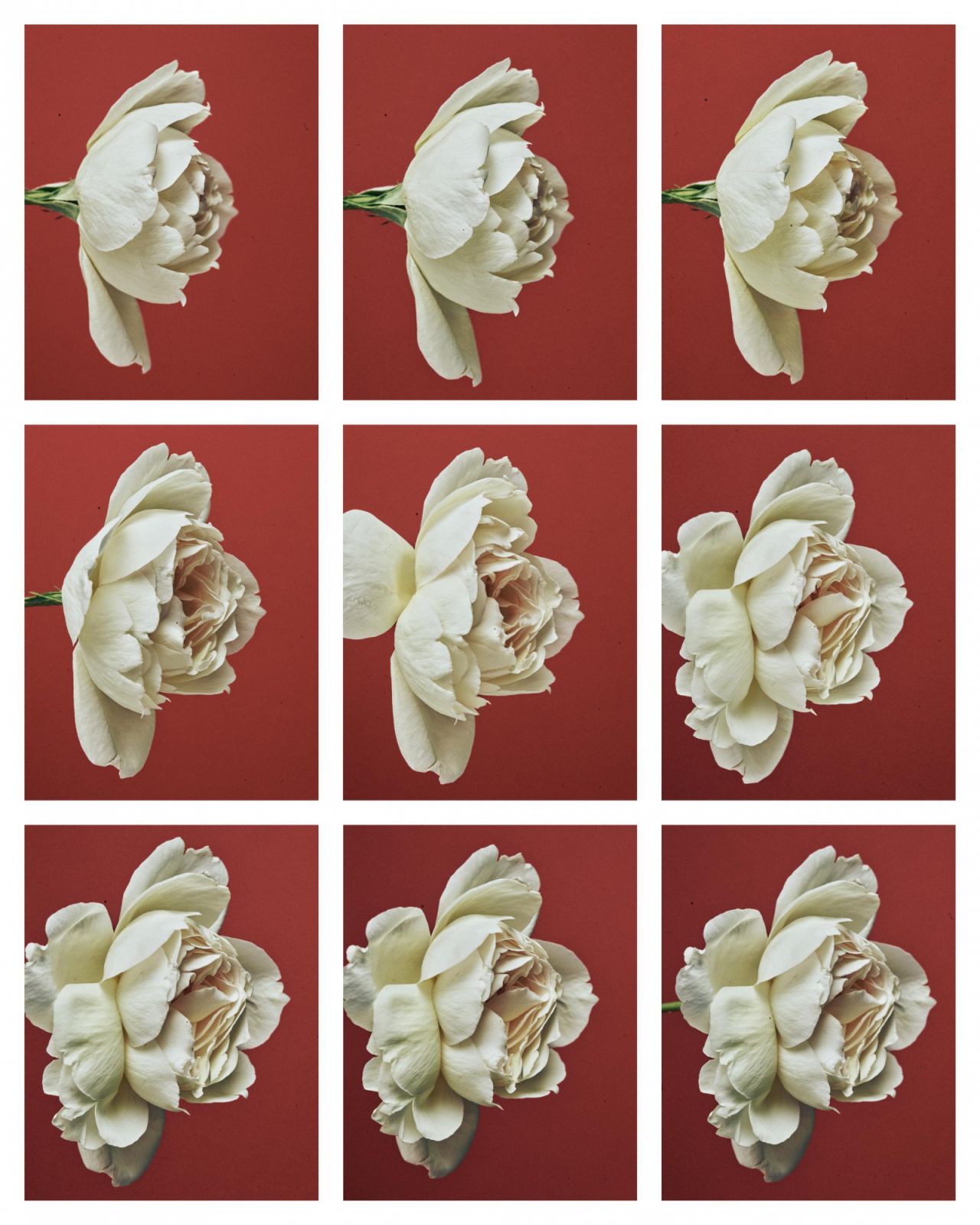 A peony’s gradual unfurling ilustraties the subtle shifts in form that inspired Georg Jensen's Lituus vase collection