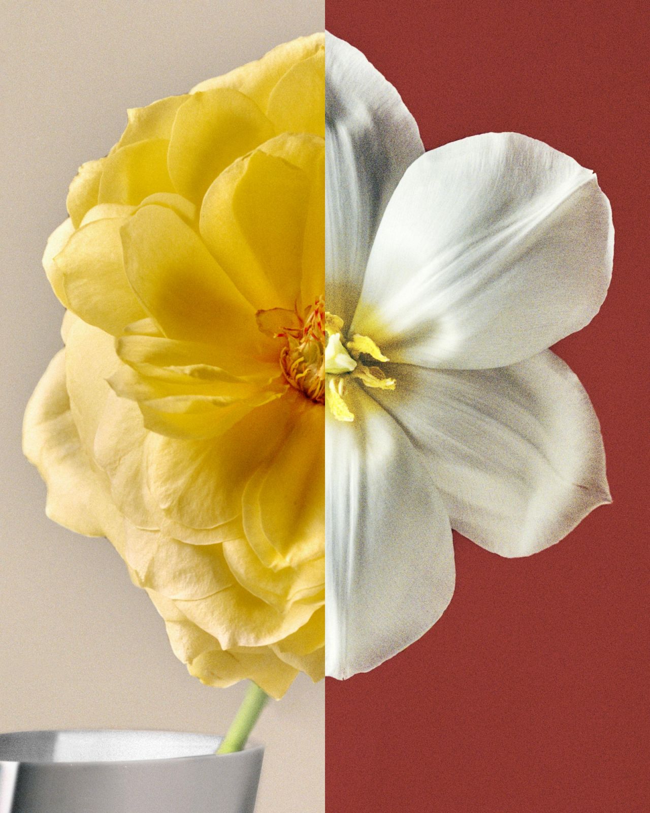 A split-screen composition demonstrates the diverse floral forms that the Lituus accommodates