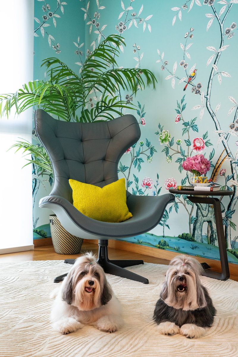The couple’s pet dogs sitting pretty in the wife’s study