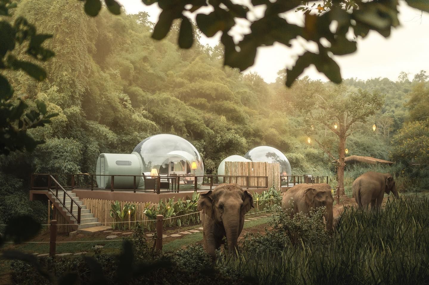 Enjoy extraordinary wildlife encounters while helping ensure these magnificent creatures and their habitats survive for future generations (Photo: Facebook/@Anantara Golden Triangle Elephant Camp & Resort)