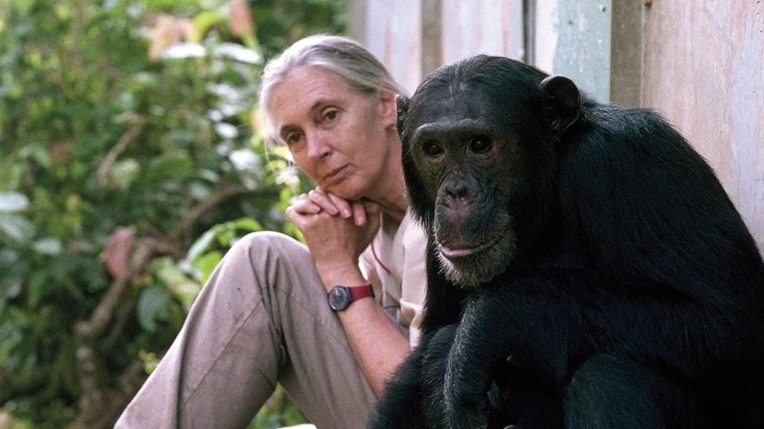 Dr Jane Goodall with chimpanzee Freud at Gombe National Park in Tanzania