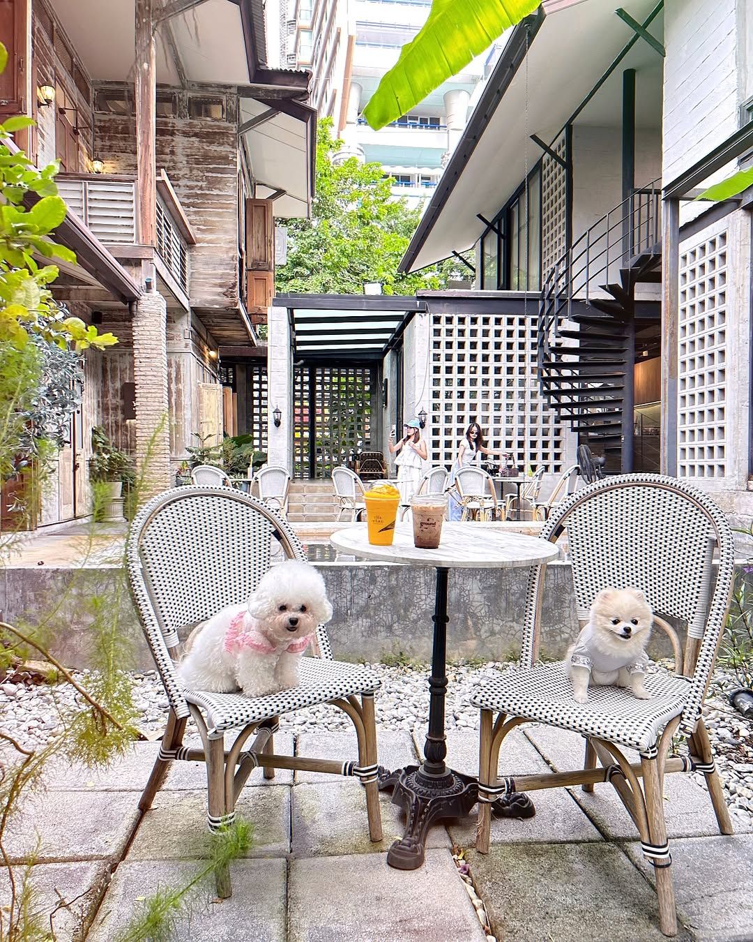 Ground Coffee คาเฟ่ pet-friendly ในกรุงเทพ