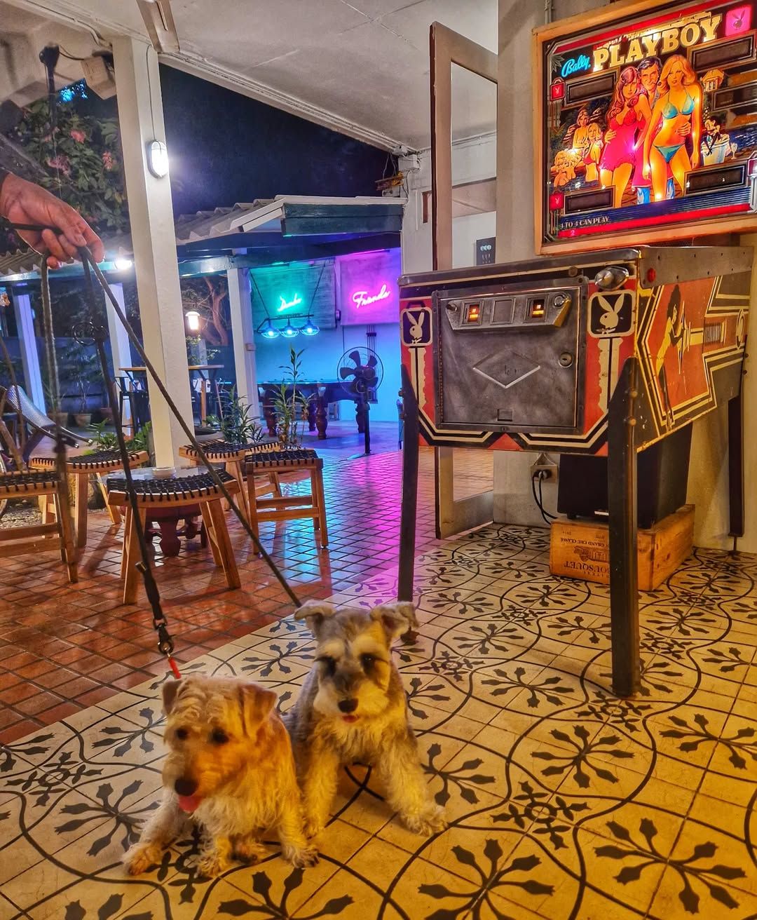 Playlys Bangkok ร้านอาหารและคาเฟ่ pet-friendly ในกรุงเทพ