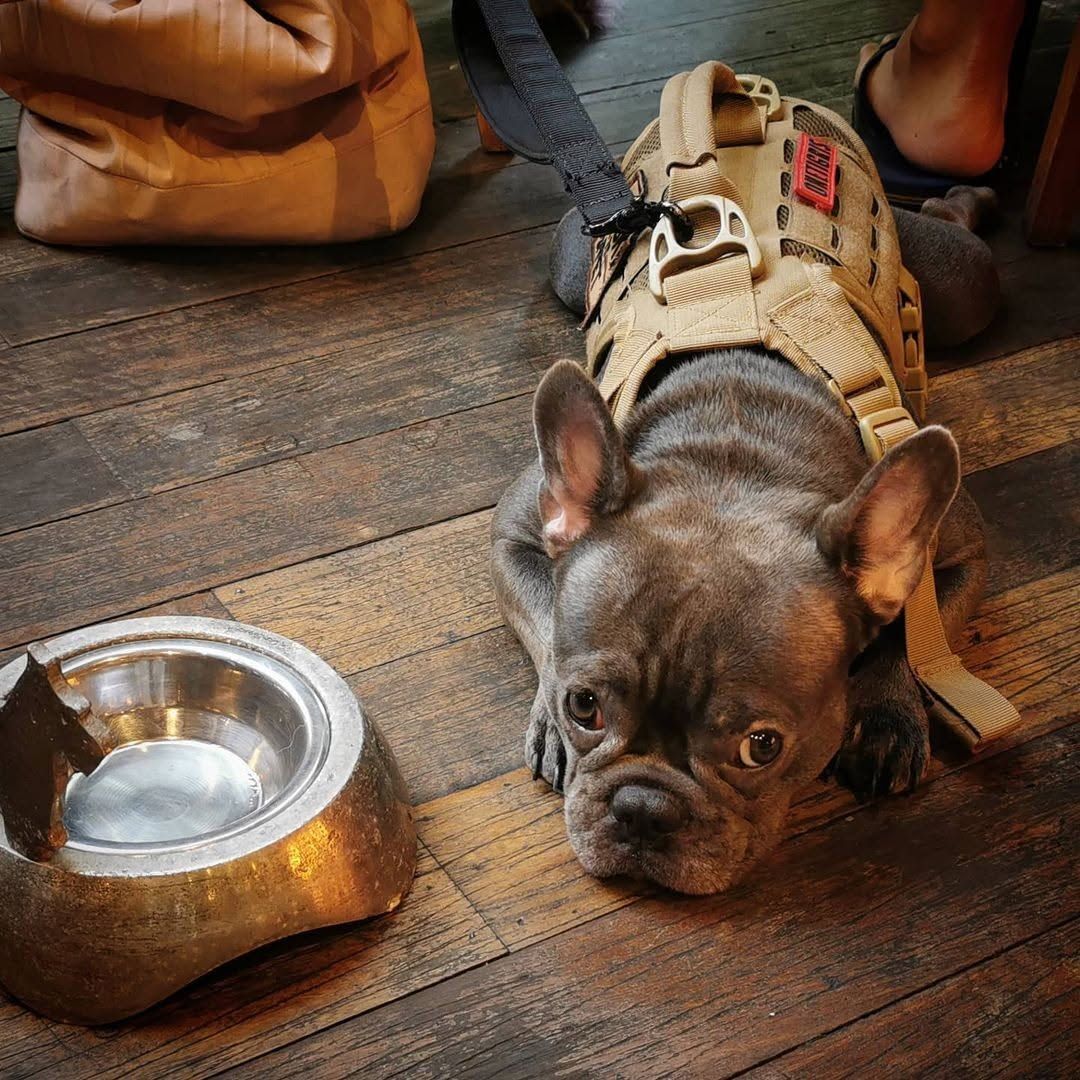 Luka Sukhumvit 31 ร้านอาหารและคาเฟ่ pet-friendly ในกรุงเทพ