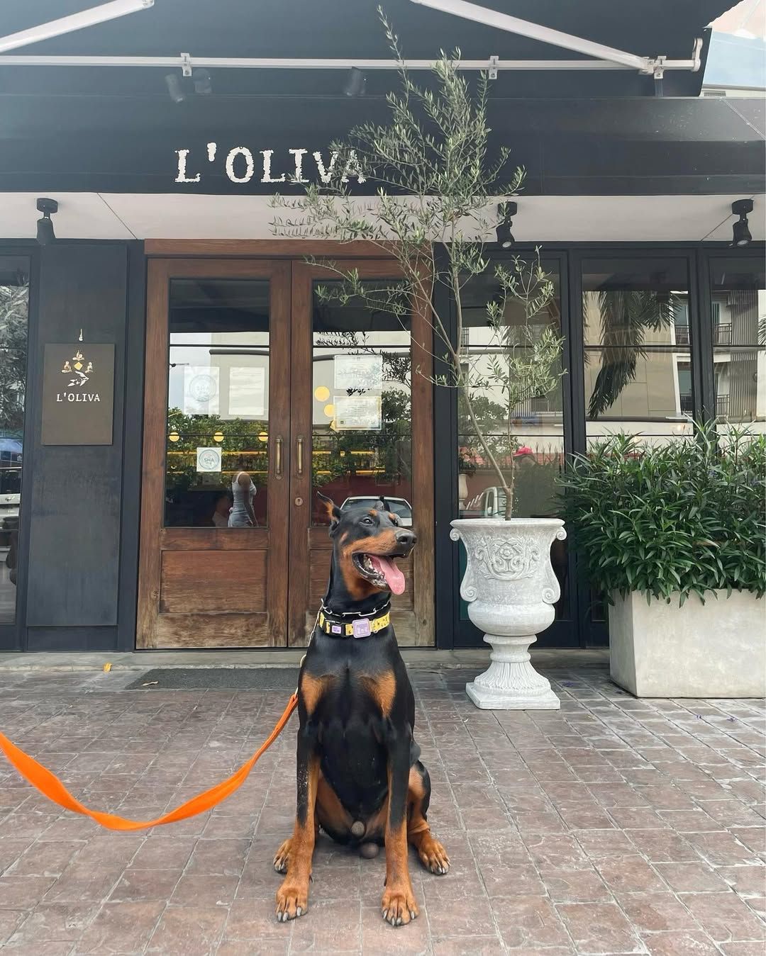 L’OLIVA Ristorante Italiano & Wine Bar ร้านอาหาร pet-friendly ในกรุงเทพ