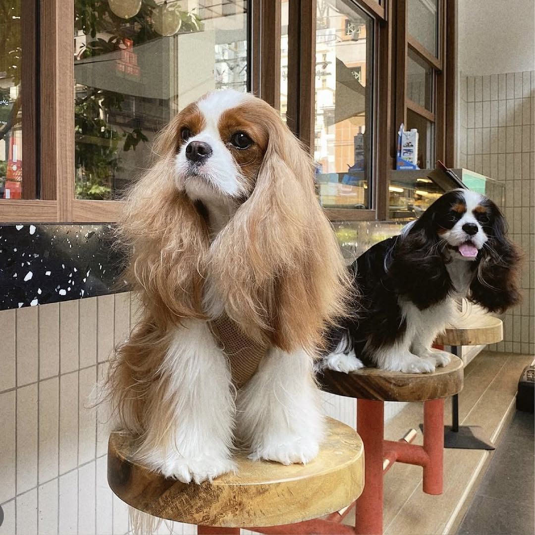 LAUGH by nico nico ร้านอาหาร pet-friendly ในกรุงเทพ