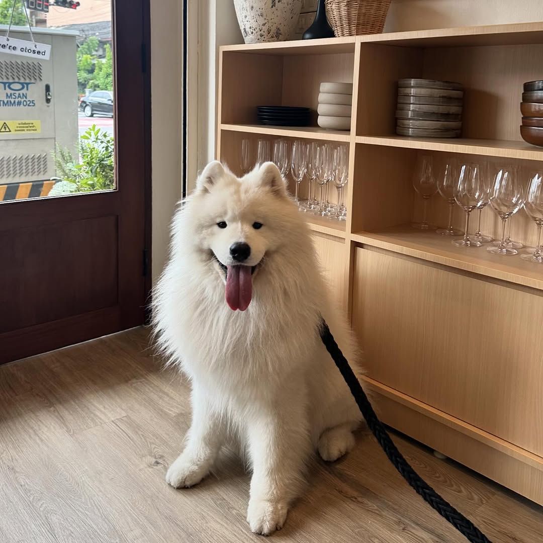 Shoreditch Bangkok ร้านอาหาร pet-friendly ในกรุงเทพ