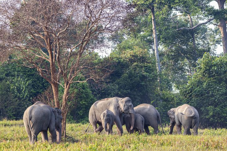 Elephant family in Khao Yai National Park, Thailand