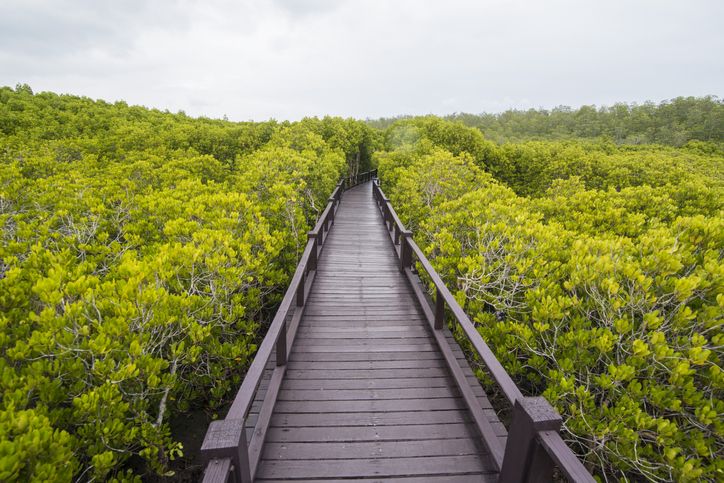the mangrove Forest Park near the Town of Pranburi on the Golf of Thailand south the Town of Hua Hin in Thailand. Thailand, Hua Hin, November, 2019