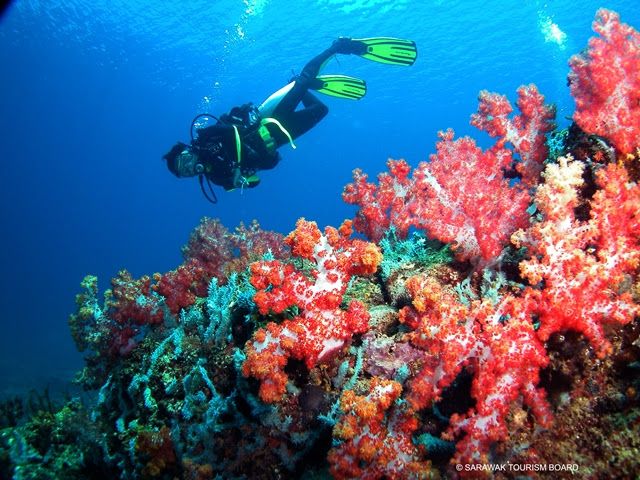 珊瑚秘境:實務地珊瑚礁國家公園Sibuti Coral Reef Nation