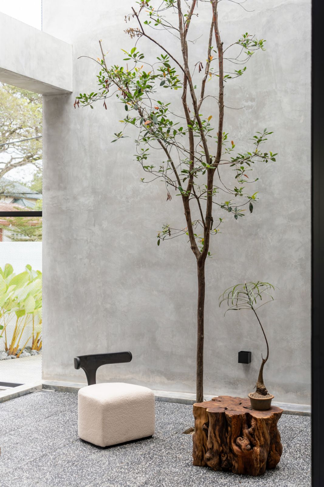 A slender young tree rises from the terrazzo-like gravel floor against a backdrop of smooth concrete walls