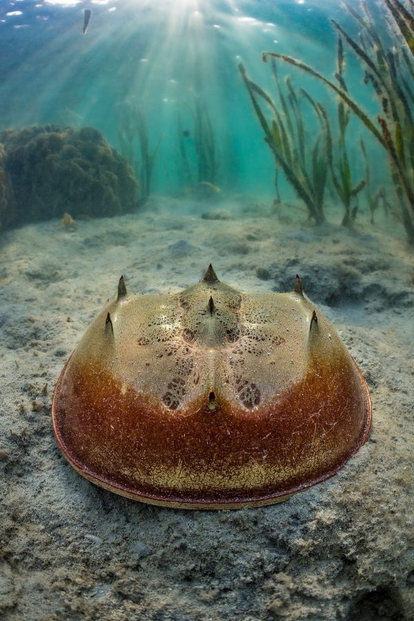 Golden Horseshoe Crab (Photo: Laurent Ballesta)