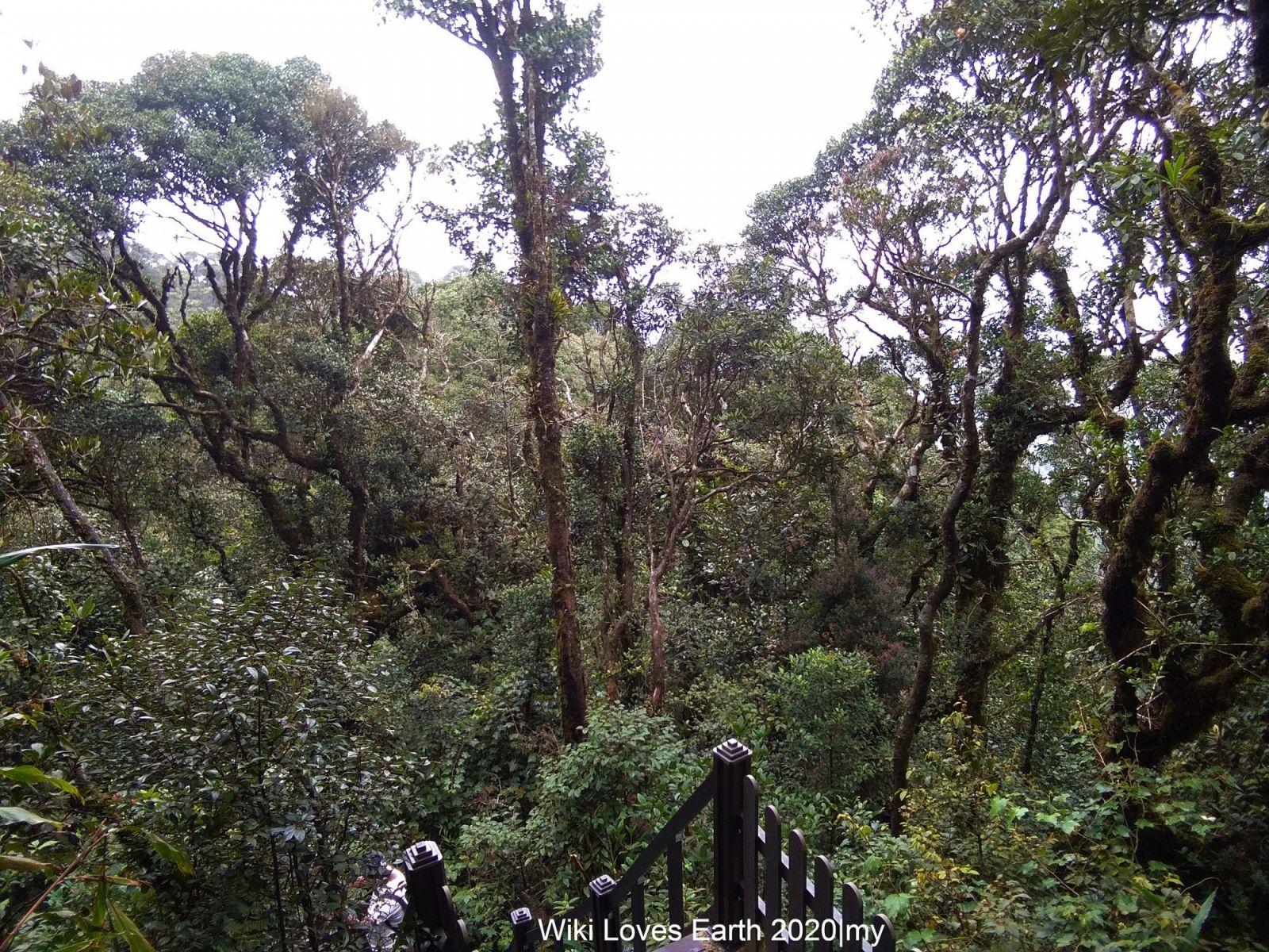 Cameron-Highlands