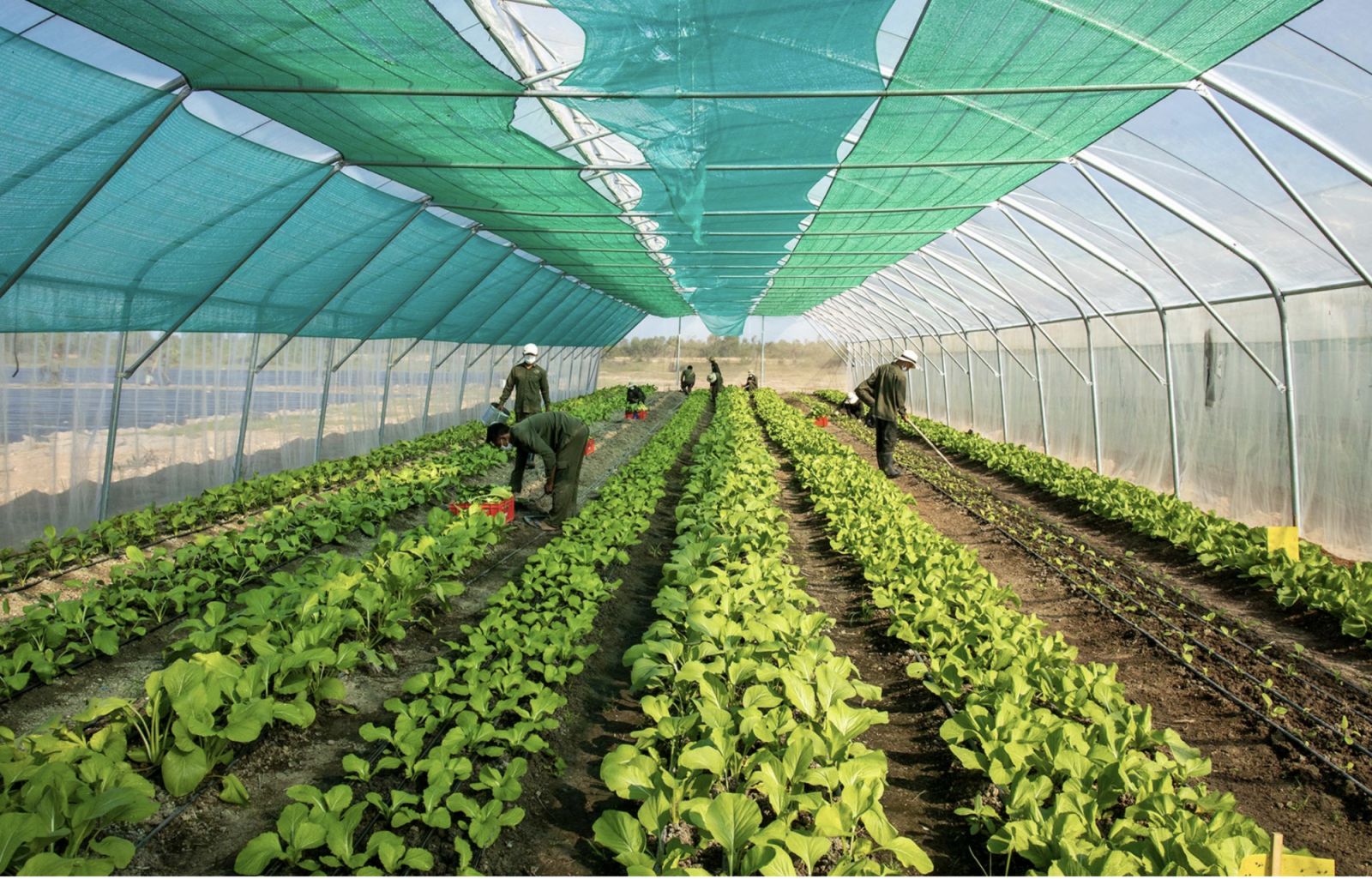 Agricultural opportunities abound at the Smiling Gecko Campus in Sameakki Mean Chey District of Cambodia (Photo: Smiling Gecko Website)