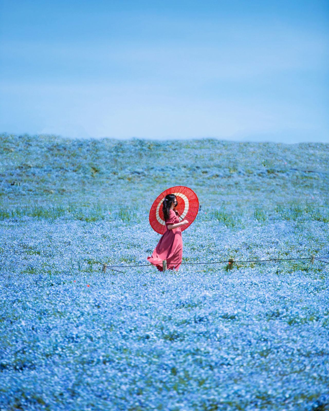 Nemophila, or "baby blue eyes" in full bloom at Hitachi Seaside Park (Photo: Nguyen TP Hai/Unsplash)