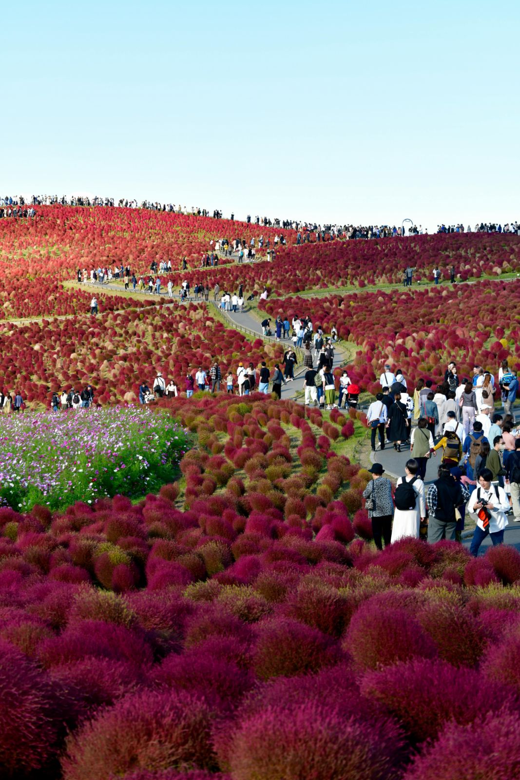 Miharashi Hill at Hitachi Seaside Park (Photo: Ten Ten/Pexels)