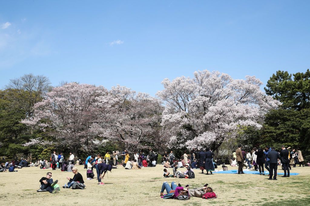 TOKYO, JAPAN - APRIL 02: People enjoy cherry blossoms in full bloom at The East Gardens of Imperial Palace on April 02, 2019 in Tokyo, Japan. (Photo by Zhizhao Wu/Getty Images)