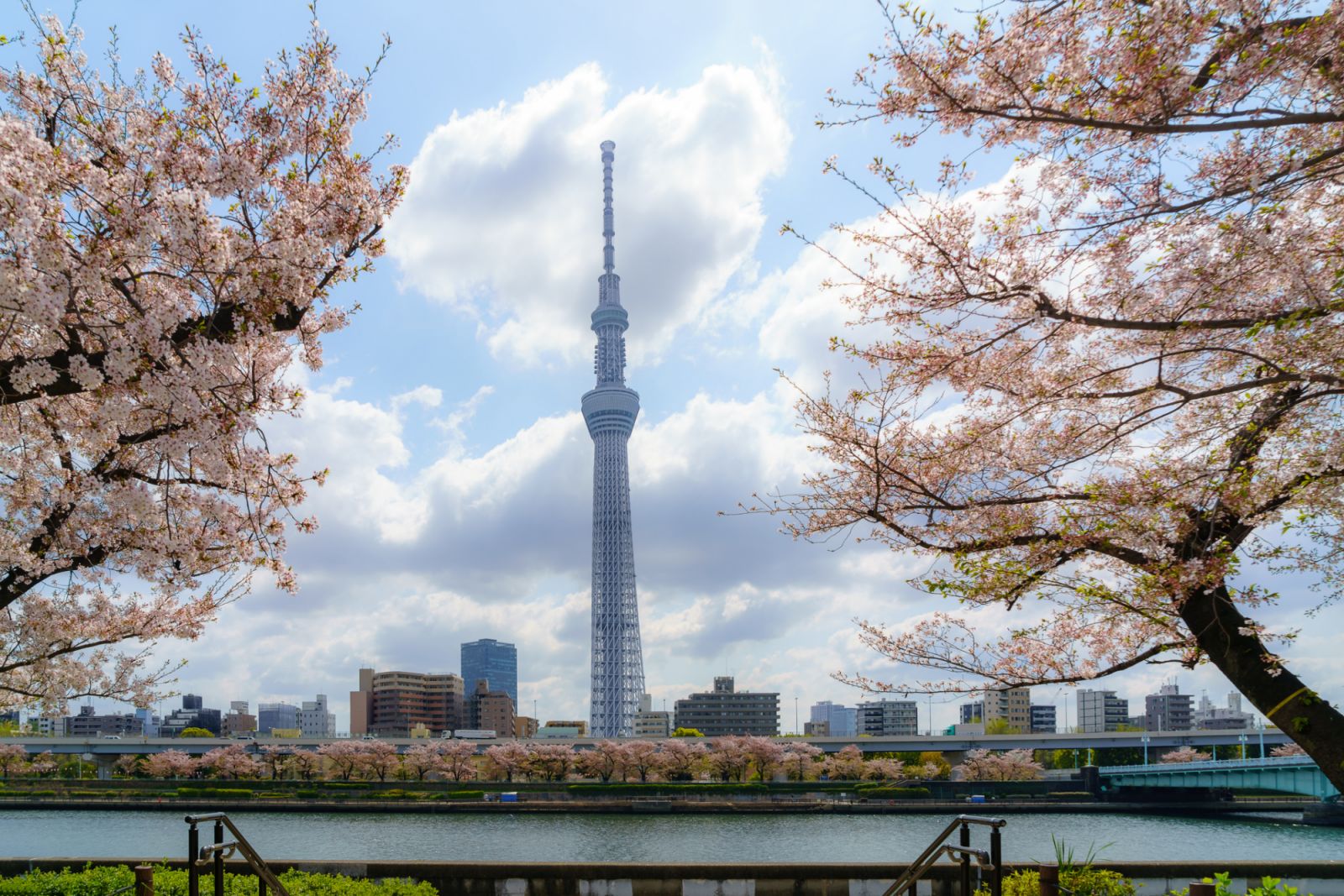 Tokyo Skytree and cherry blossom at Sumida park in tokyo, Japan
