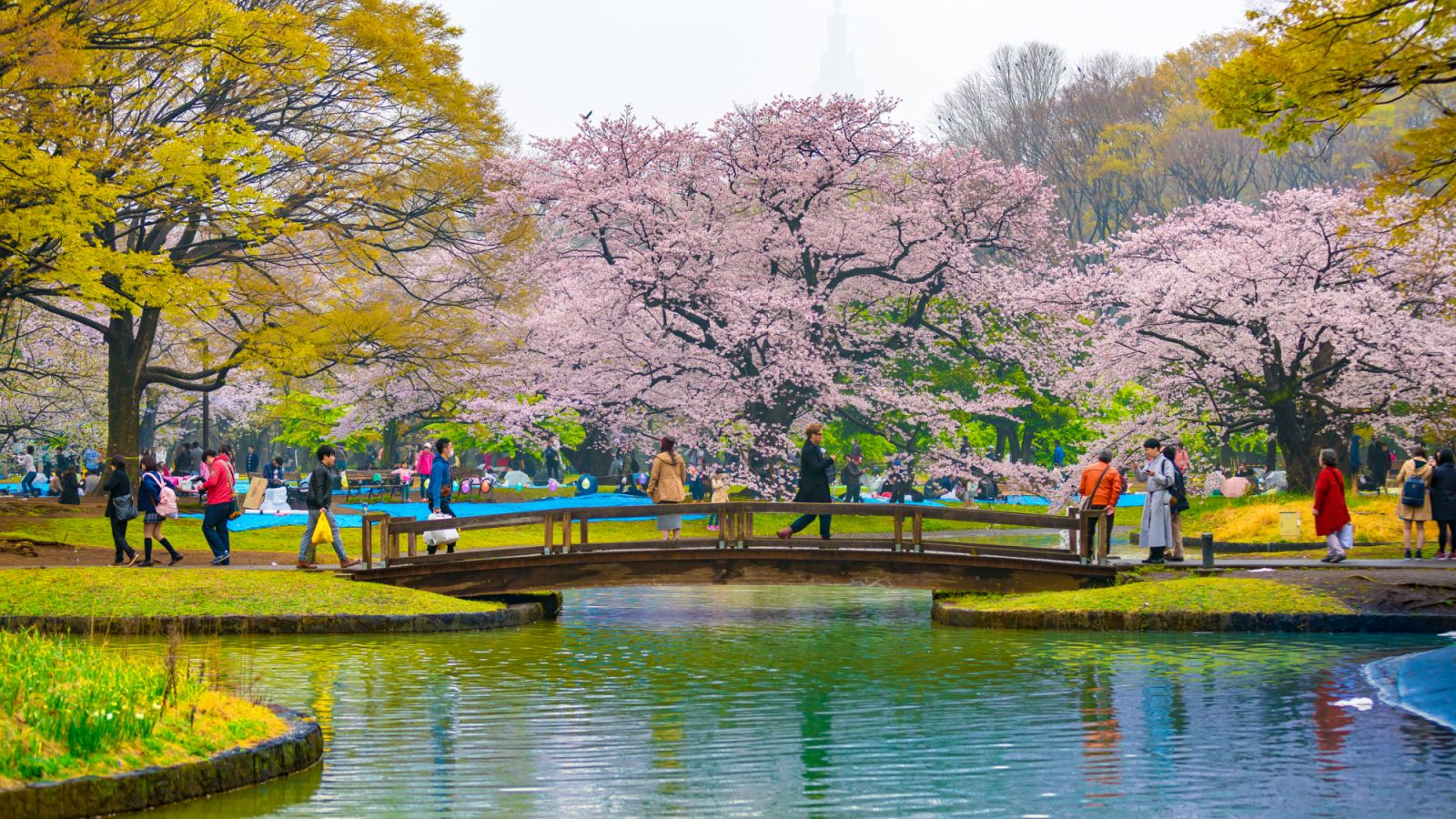 Yoyogi Park is a large park in Tokyo, Japan, located adjacent to Harajuku Station and Meiji Shrine in Shibuya.