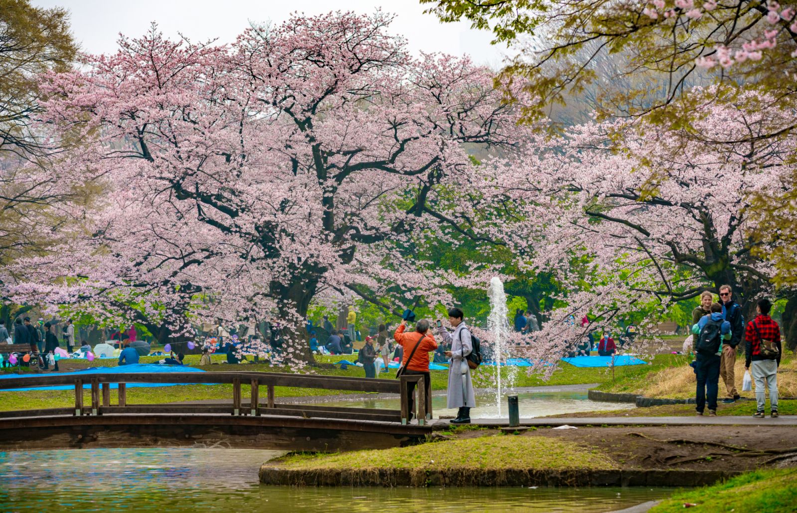 Yoyogi Park is a large park in Tokyo, Japan, located adjacent to Harajuku Station and Meiji Shrine in Shibuya.