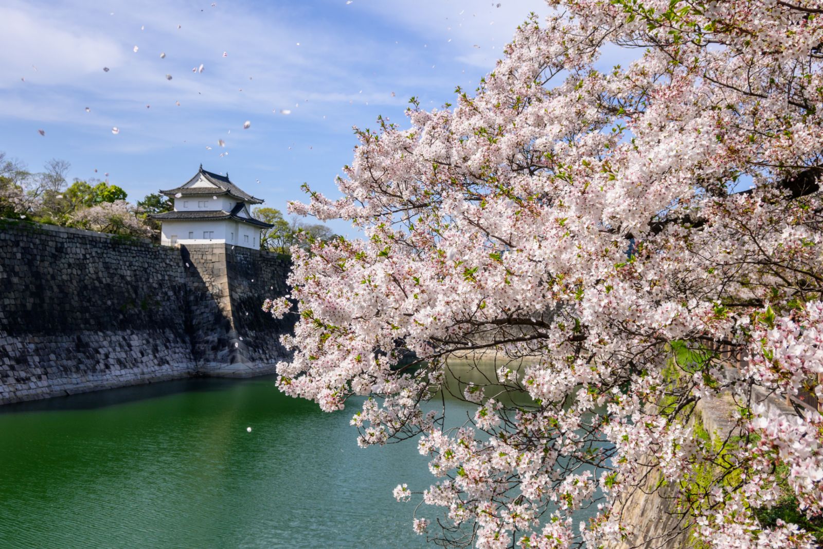 Osaka, Japan - April 12, 2024: A majestic view of Osaka Castles stone walls, turret and moat, showcasing stunning cherry blossoms. Falling petals add to the springtime scene, a quintessential image of Hanami in Japan.