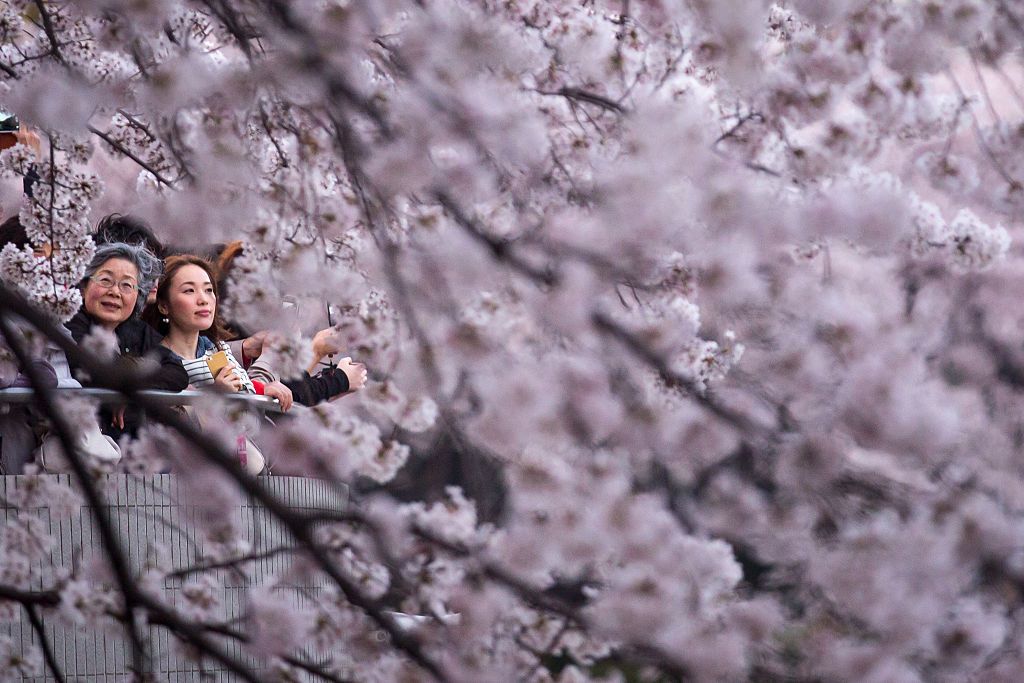 People view blooming cherry blossom trees at Chidorigafuchi on March 31, 2015 in Tokyo, Japan. The Cherry blossom season begins in Okinawa in January and moves north through Feburary peaking in Kyoto and Tokyo at the end of March and lasting just over a week. (Photo by Chris McGrath/Getty Images)