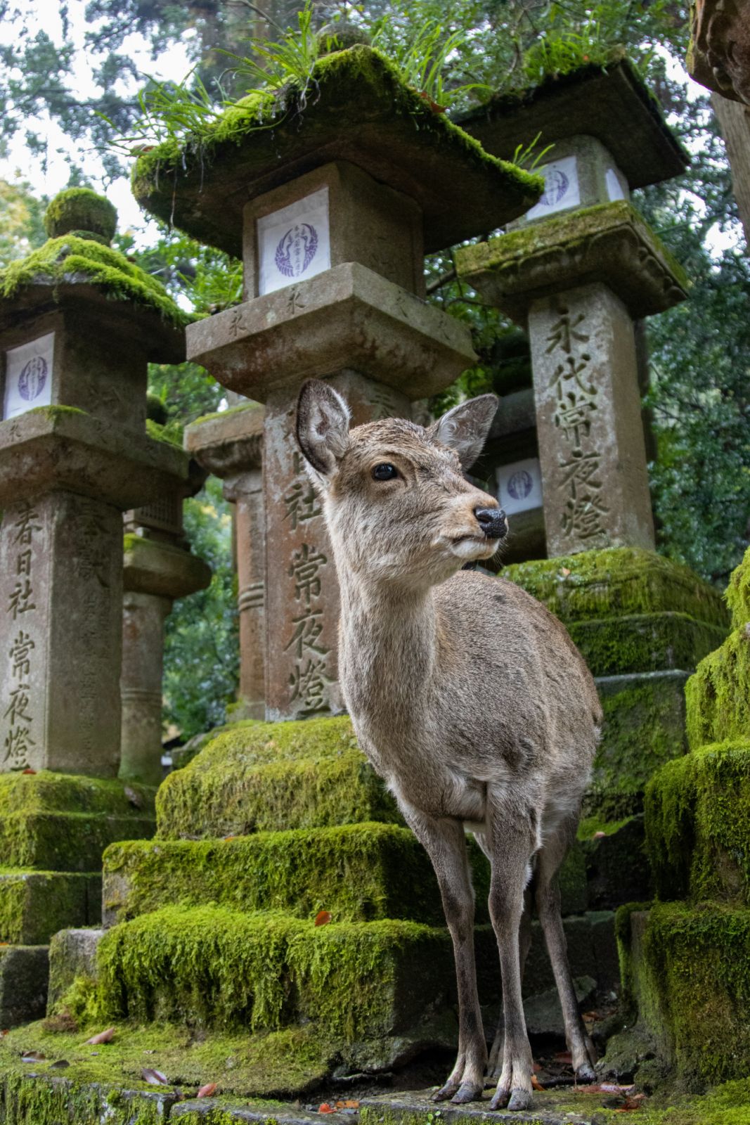 Nara, Japan