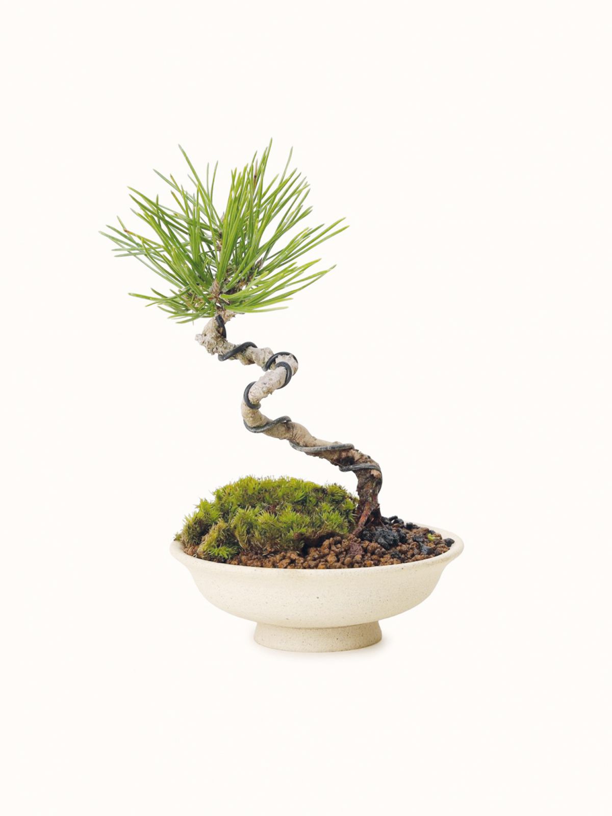 Japanese Black Pine bonsai, from Soilboy