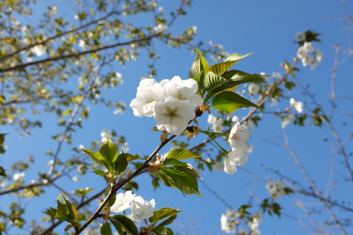 Kyoto Botanical Gardens has over 450 cherry blossom trees