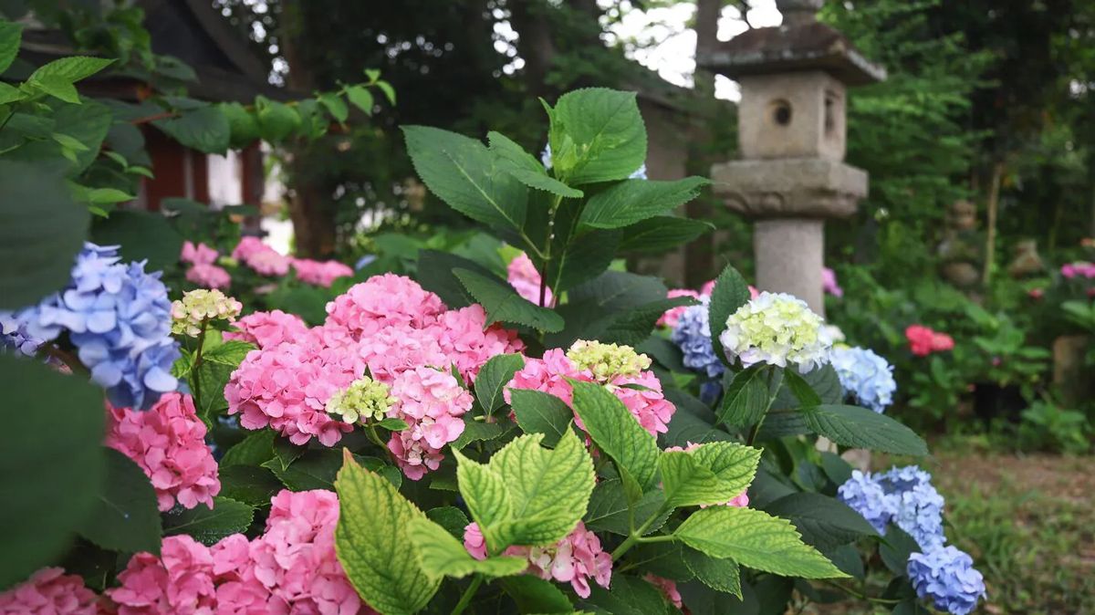 The temple is also famous for its myriad coloured hydrangeas
