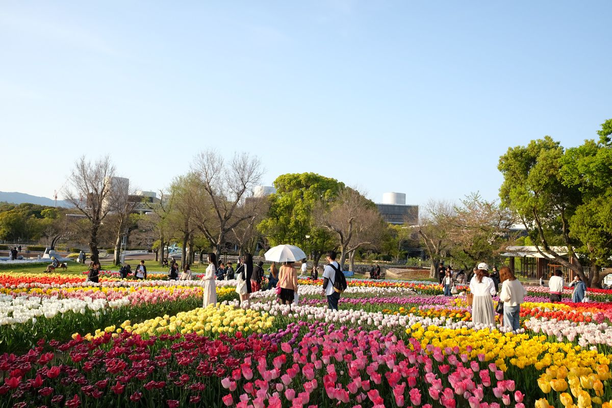 Tulips in full bloom at the Expo Commemorative Park