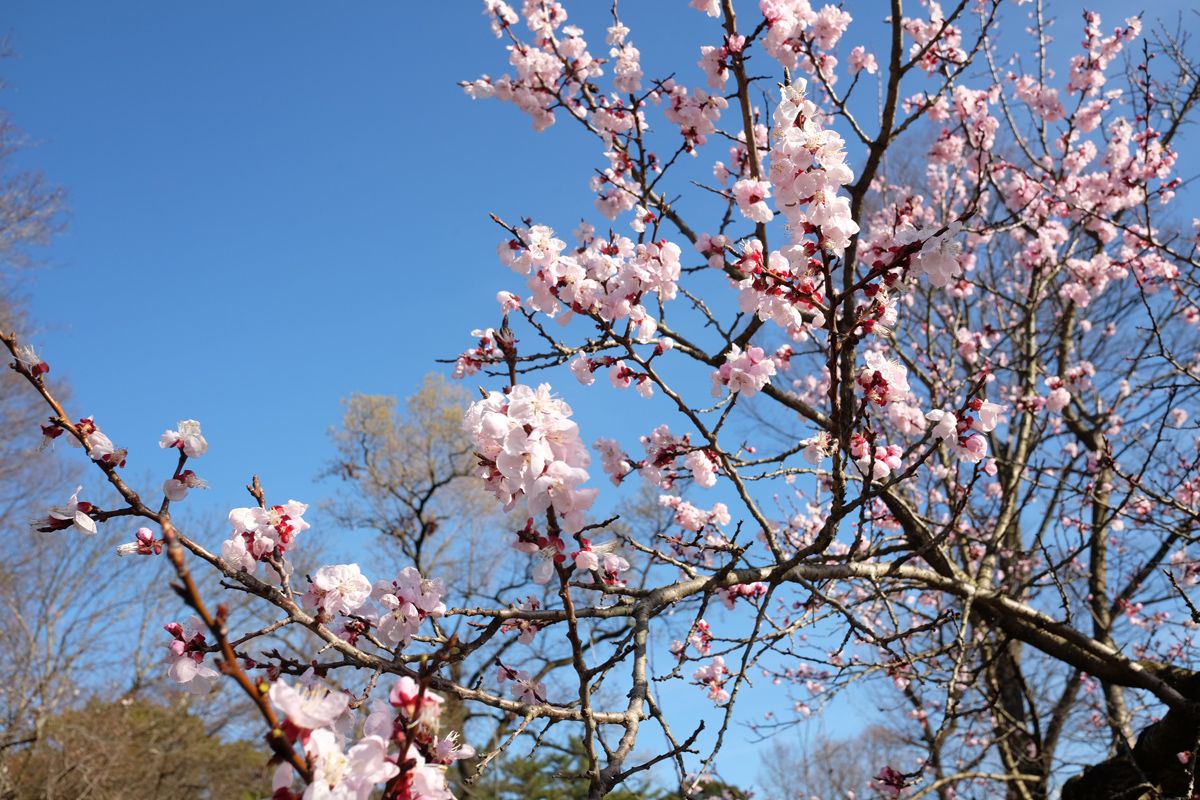 Kyoto Botanical Gardens is founded 101 years ago in 1924