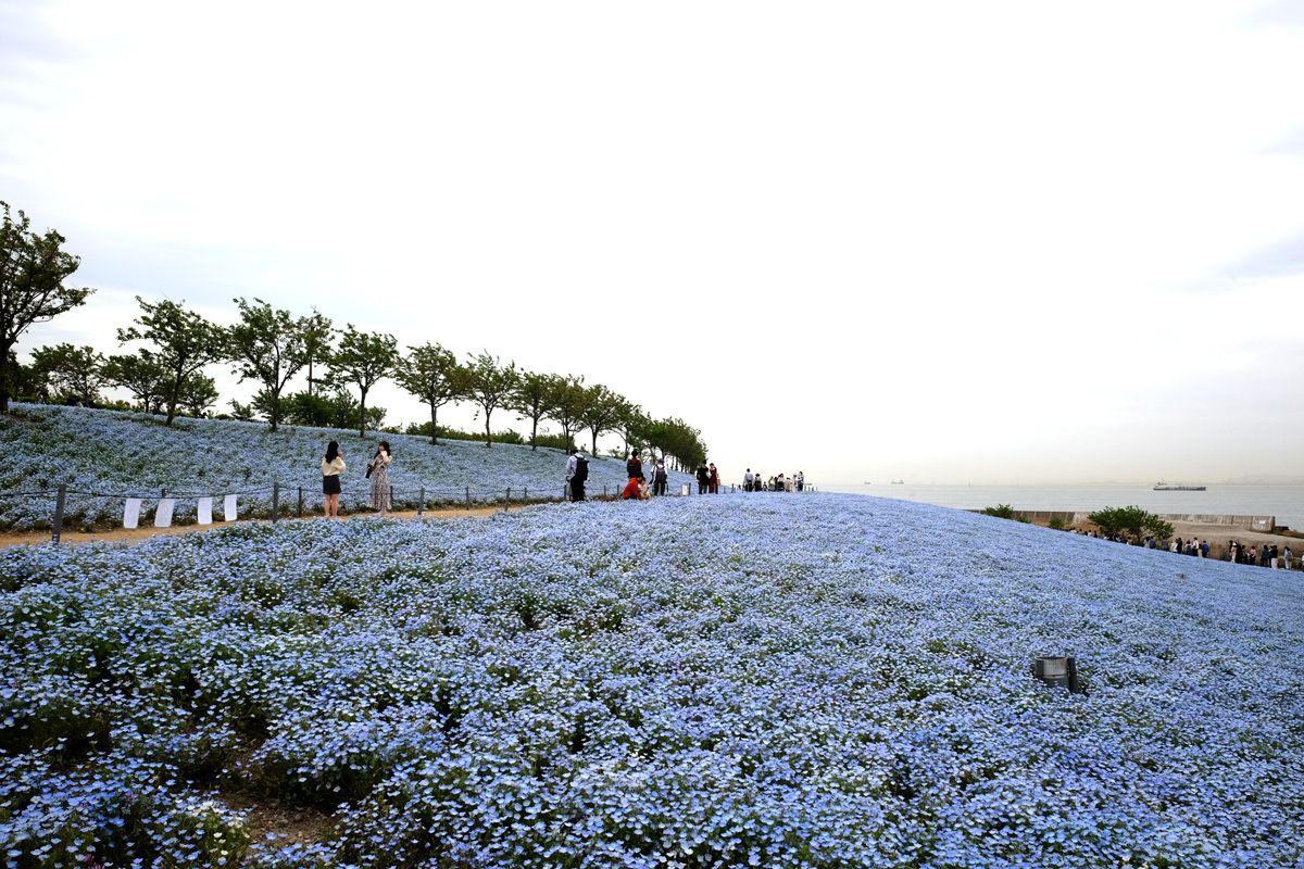 Nemophilia paints the sky blue