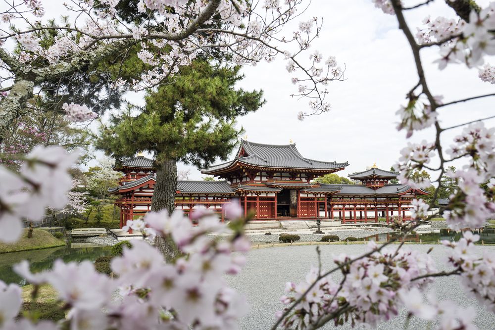A riot of blooming sakura in full bloom around the Byodoin Temple