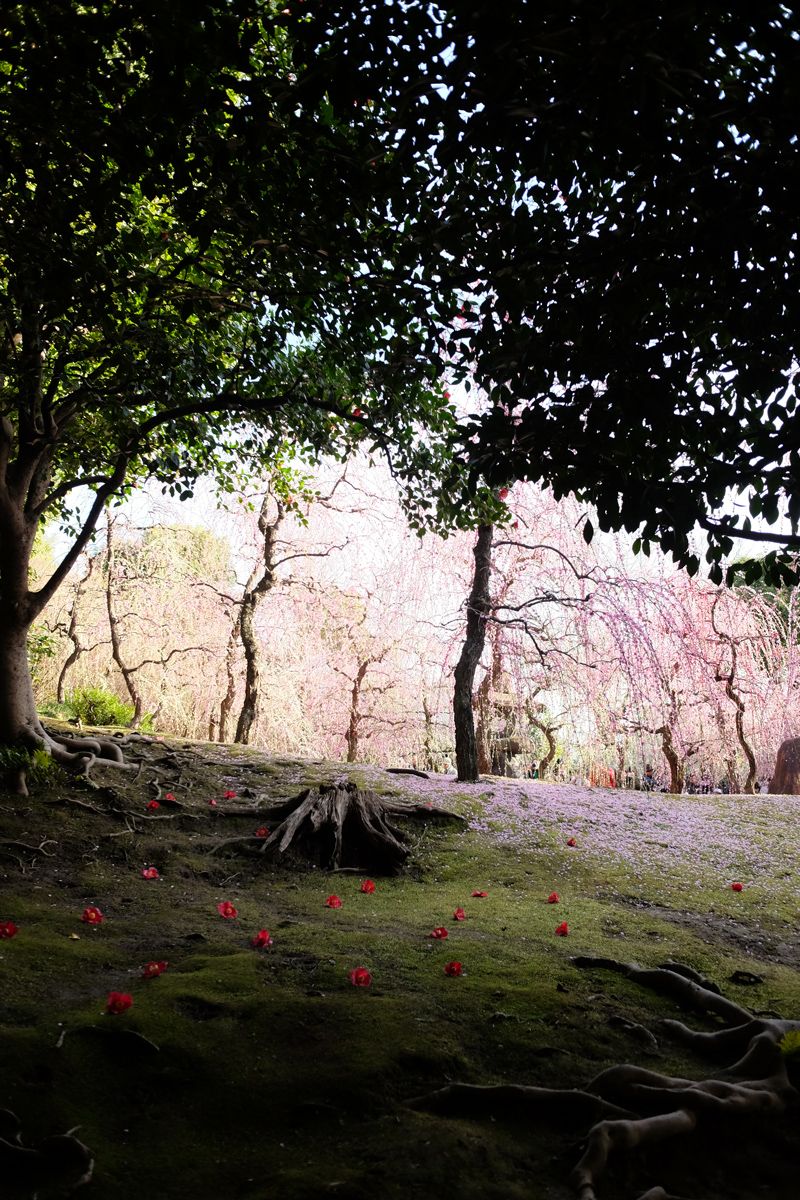 The neighbouring camellia trees next to the plum blossom orchard at Jonangu