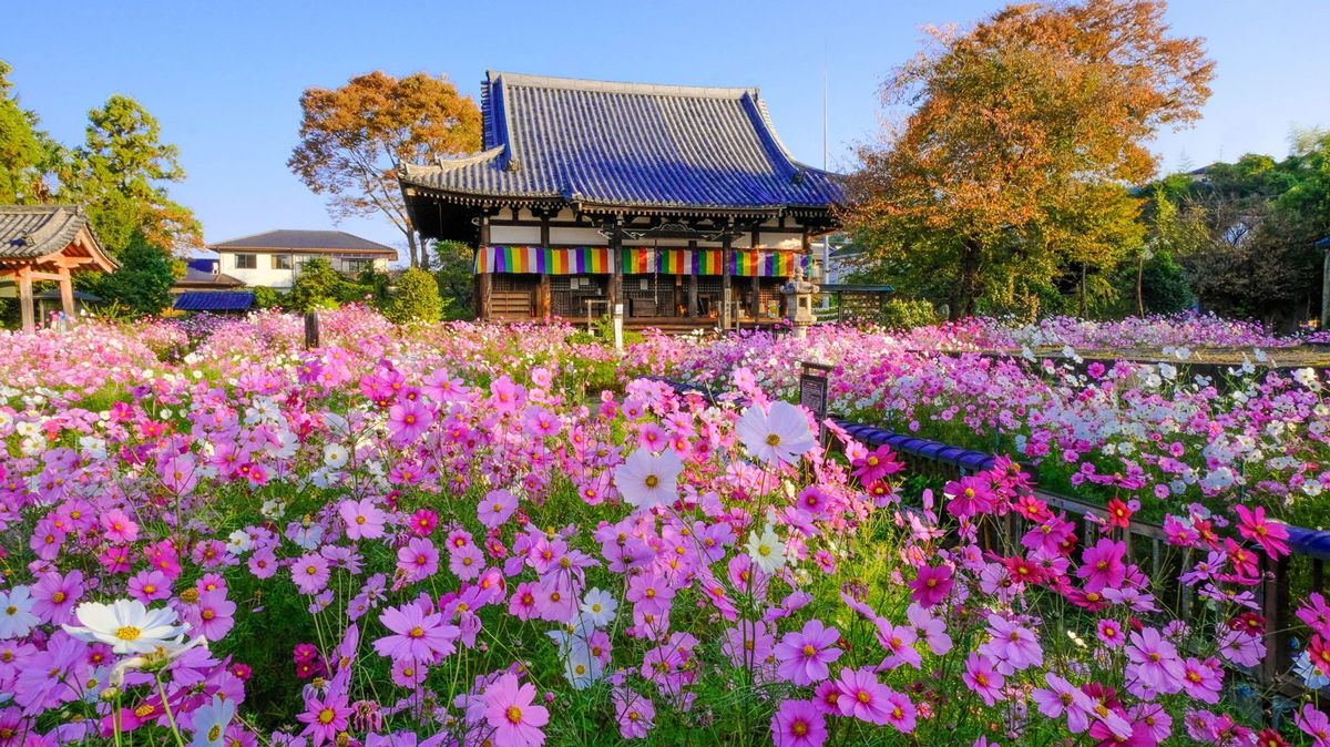 Mimuroto-ji Temple during the cosmos blooming season