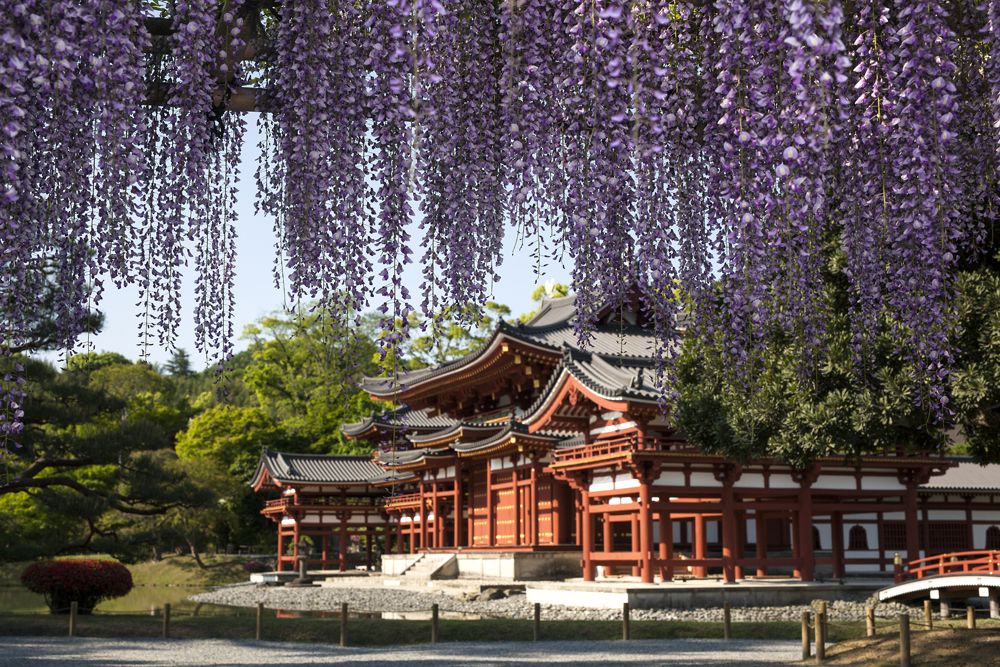Wisteria in full bloom at the Byodoin Temple