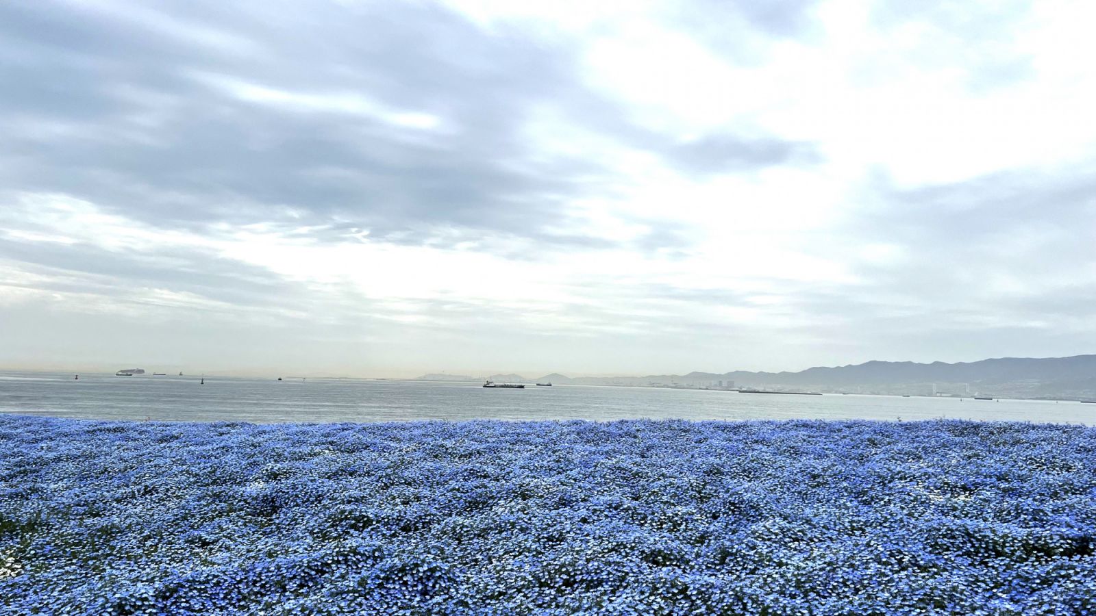 The blooming blue nemophilia meets the sea at Osaka Maishima Seaside Park