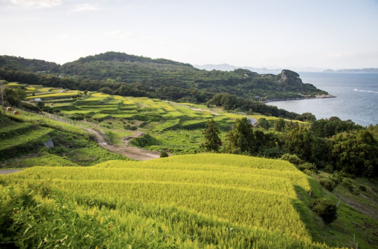「豊島」:層層梯田之間「豐島美術館」