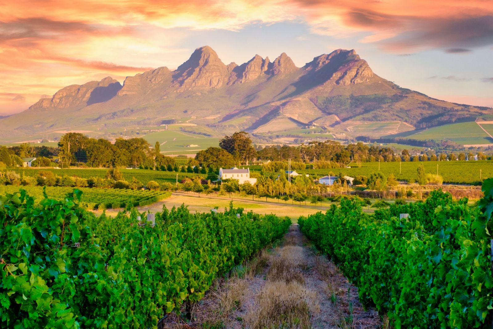 The wine landscape of Stellenbosch, South Africa (Photo: Getty Images)