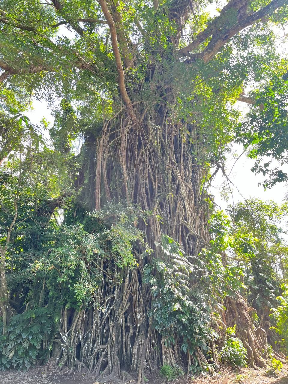 The Millennium Tree—a balete tree over 600 years old (Photo: Gabriel Bohol)