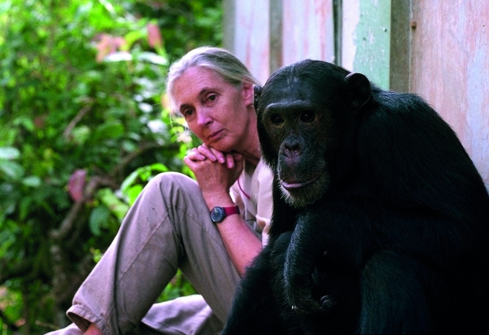 Dr. Jane Goodall with chimpanzee Freud at Gombe National Park in Tanzania