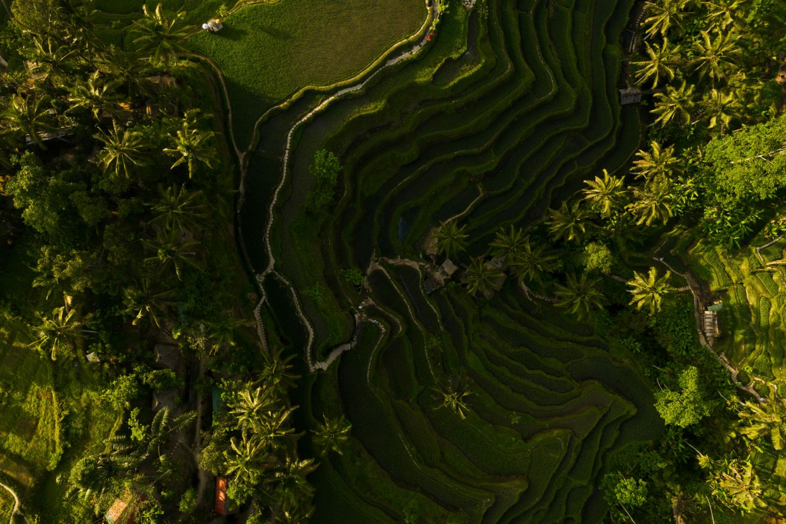 Ubud, the spiritual heartland of Bali (Photo by Mikhail Nilov: https://www.pexels.com/photo/aerial-view-of-a-terraced-area-on-a-mountain-6964929/