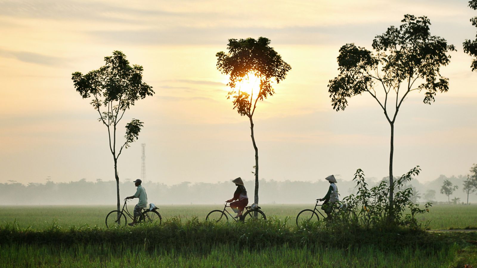 Di antara bentangan sawah di Kebumen (Photo: Dika Seva / Unsplash)