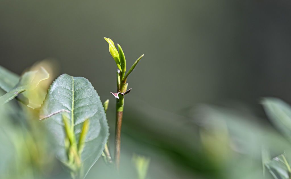 HANGZHOU, CHINA - MARCH 20: The fresh West Lake Longjing tea leaves are seen at a tea plantation on March 20, 2024 in Hangzhou, Zhejiang Province of China. (Photo by VCG/VCG via Getty Images)